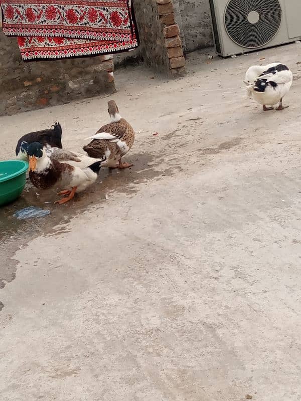 urgent!! 2 pairs of desi ducks 2