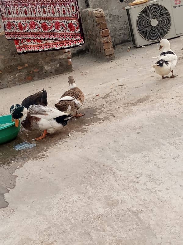 urgent!! 2 pairs of desi ducks 3