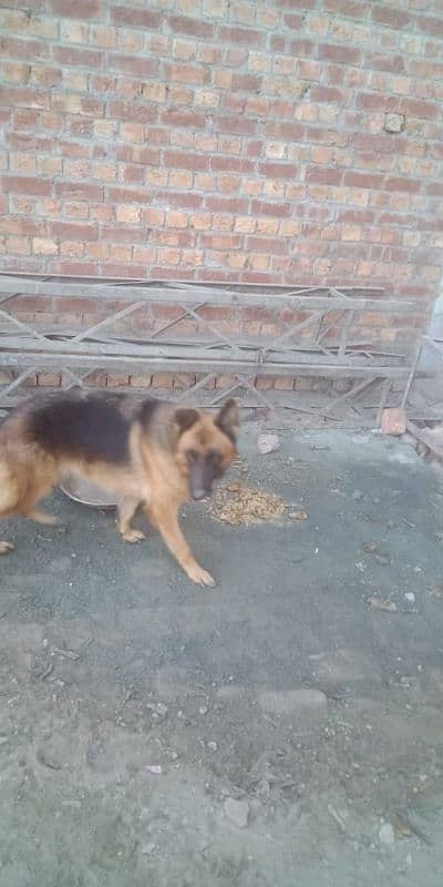 German Shepherd male and female 4