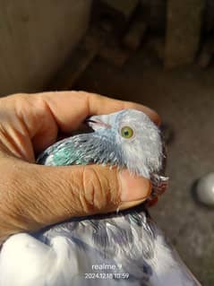 green eyes pigeon