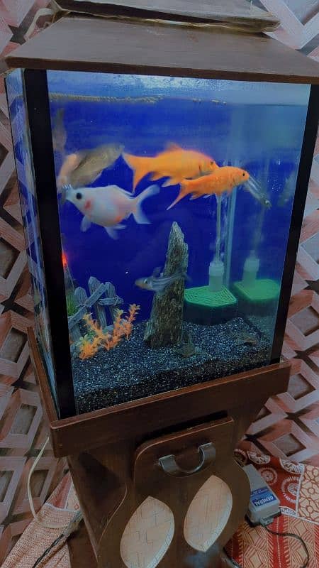 fish aquarium and 4 fish pear location new Karachi 1