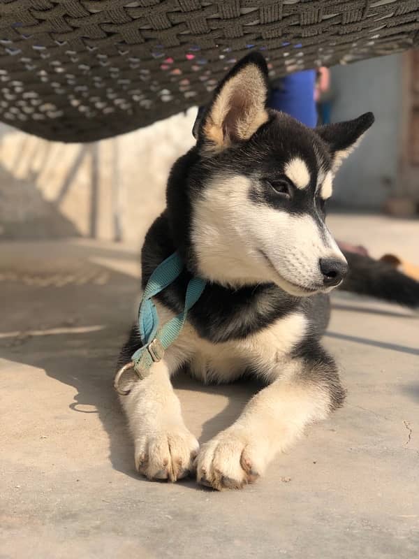 Siberian Husky Female woolly Coat 0