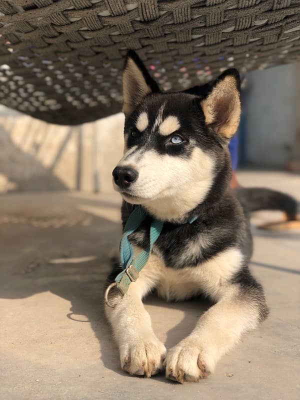 Siberian Husky Female woolly Coat 1