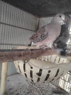 oriental turtle dove