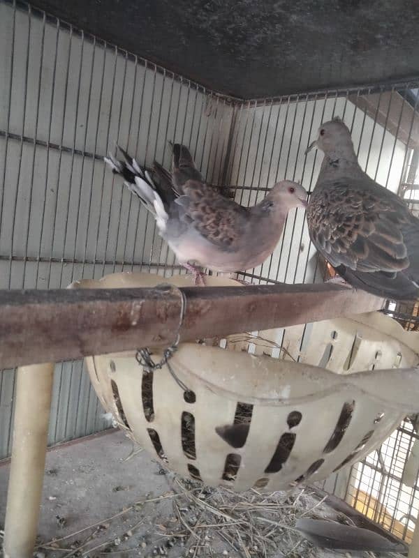 oriental turtle dove 1