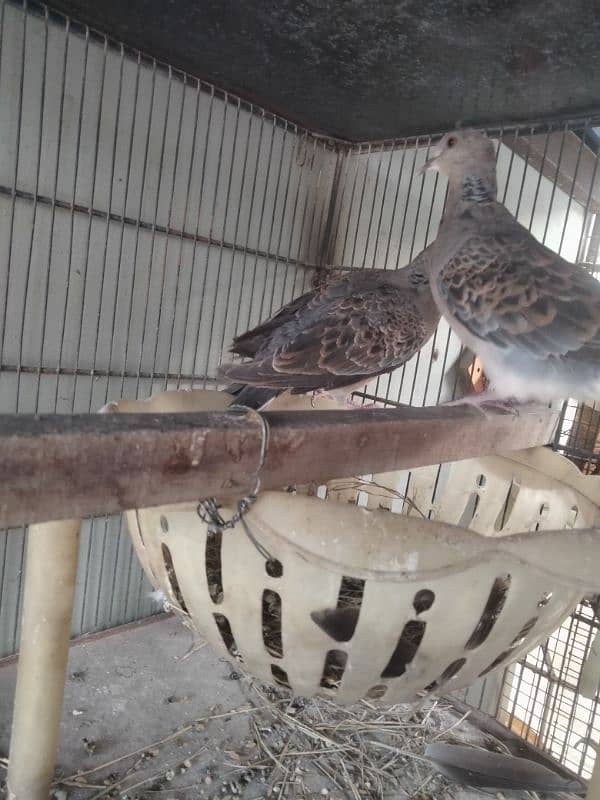 oriental turtle dove 4