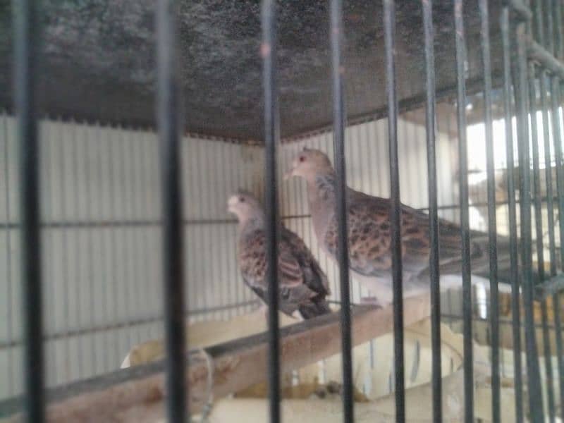 oriental turtle dove 7