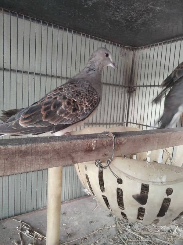 oriental turtle dove 18