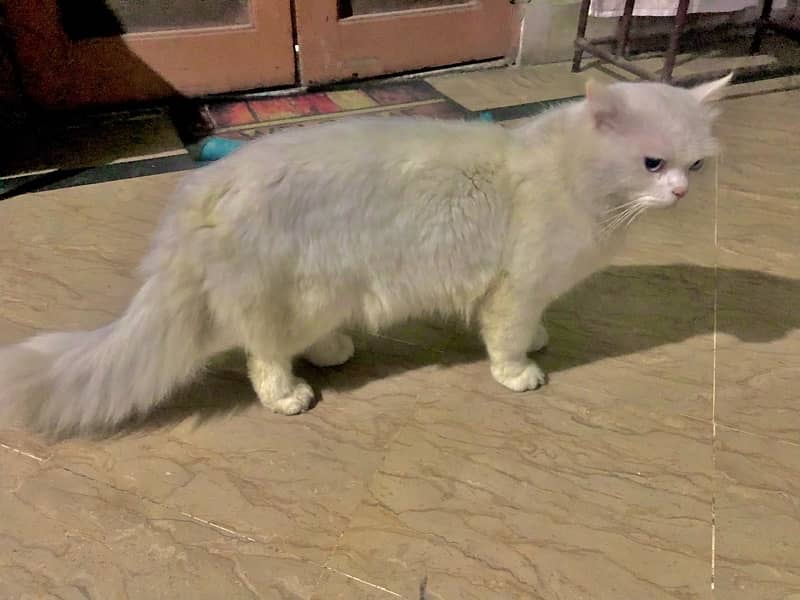 Triple colour ,red eyes double coat male persian trained 8 months cat. 5