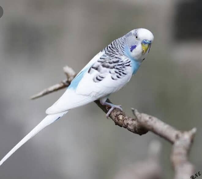 Australian parot Big Siz Hand Tam Hom Bred Beautiful Color O3O94476I7 2