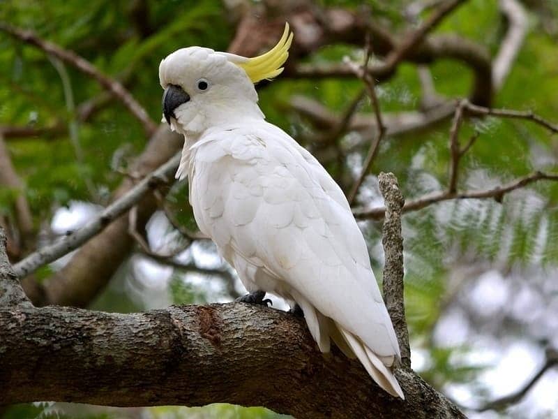 2-Year-Old Titron Cackatoo 2