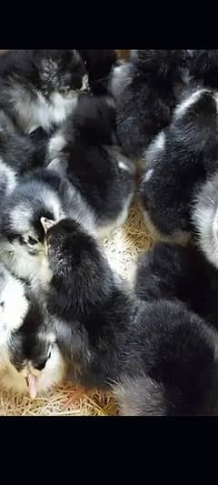 Australorp fartile eggs and chics foresale