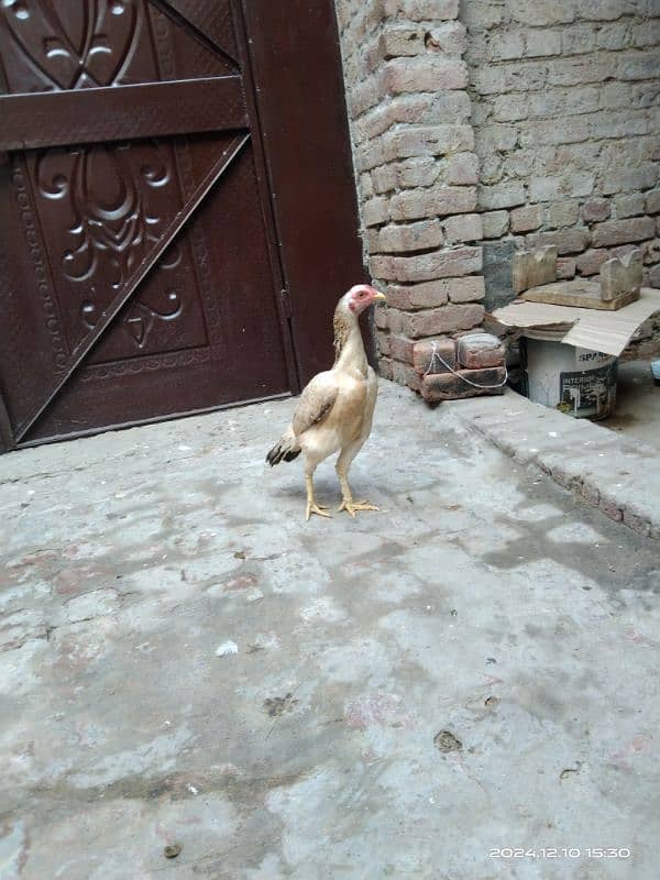 aseel hen for sale location hafizabad city 0