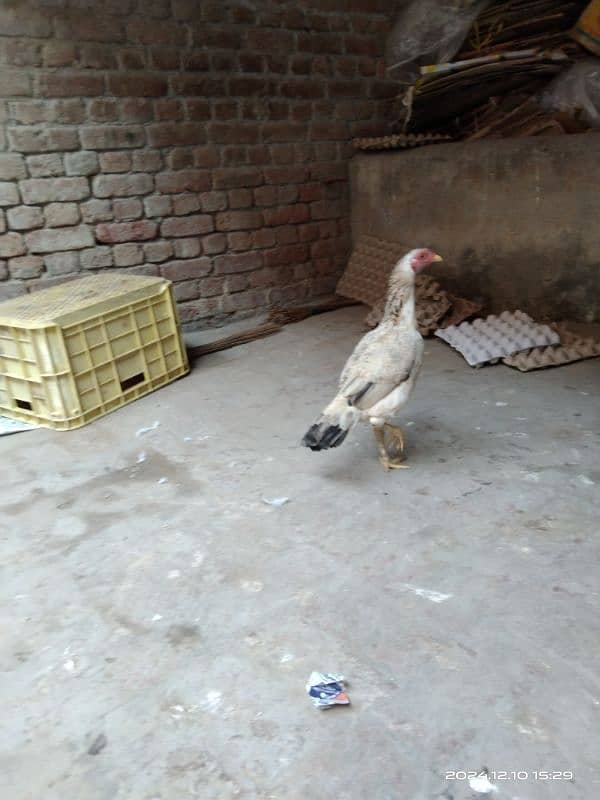 aseel hen for sale location hafizabad city 1