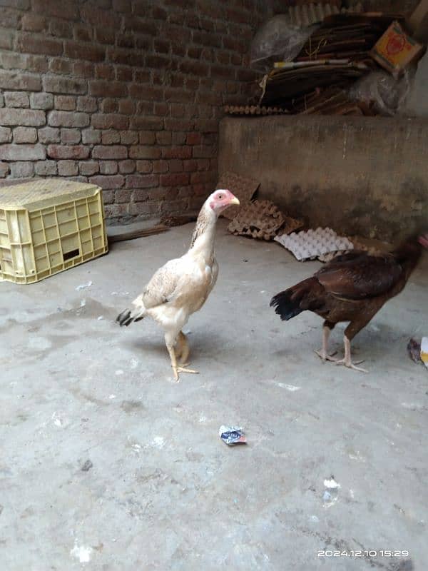 aseel hen for sale location hafizabad city 2