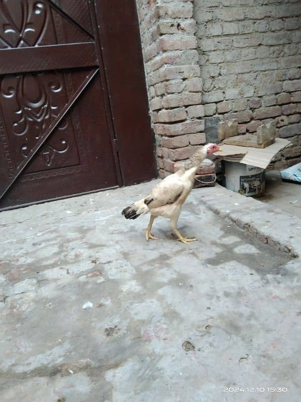 aseel hen for sale location hafizabad city 3