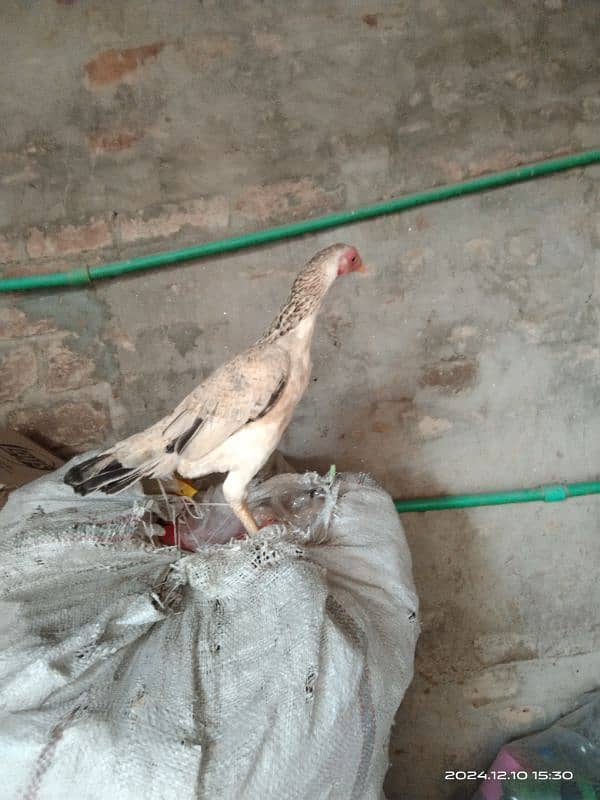 aseel hen for sale location hafizabad city 5