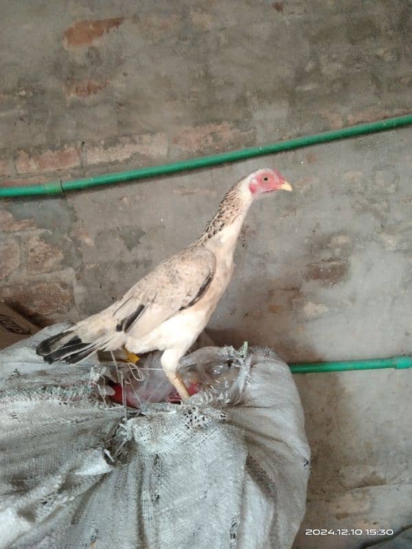 aseel hen for sale location hafizabad city 6