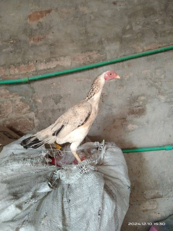 aseel hen for sale location hafizabad city 7