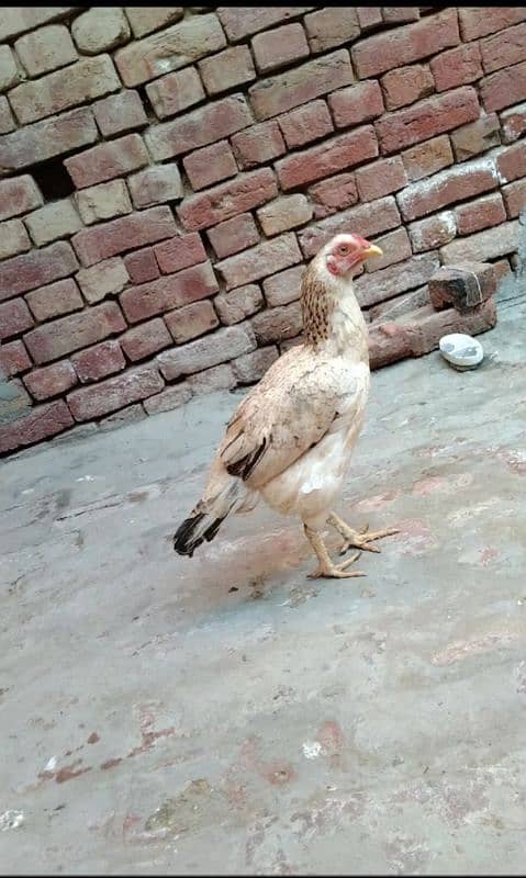 aseel hen for sale location hafizabad city 8