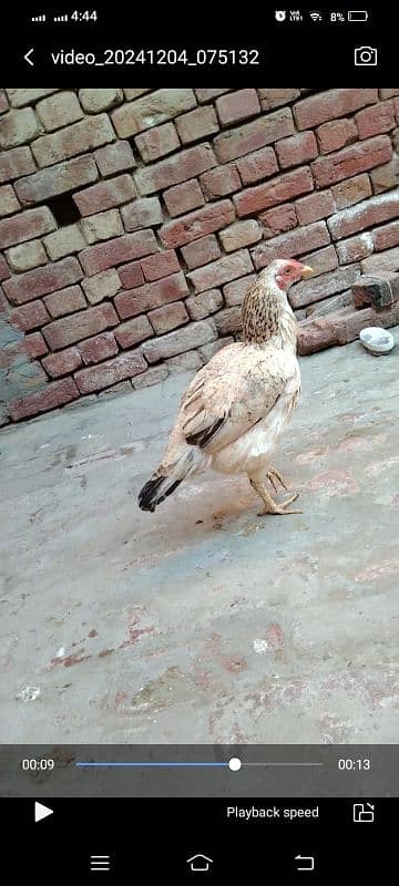 aseel hen for sale location hafizabad city 9