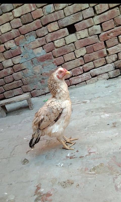 aseel hen for sale location hafizabad city 10