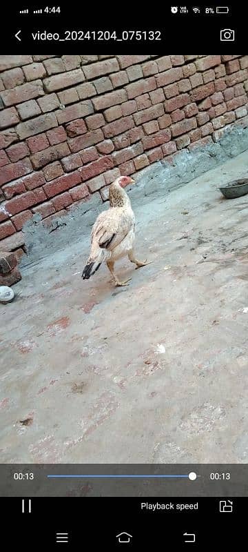 aseel hen for sale location hafizabad city 11