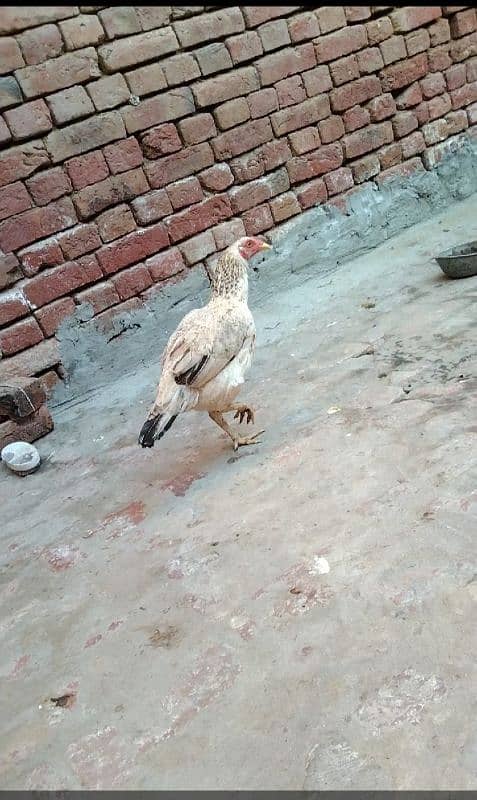 aseel hen for sale location hafizabad city 12