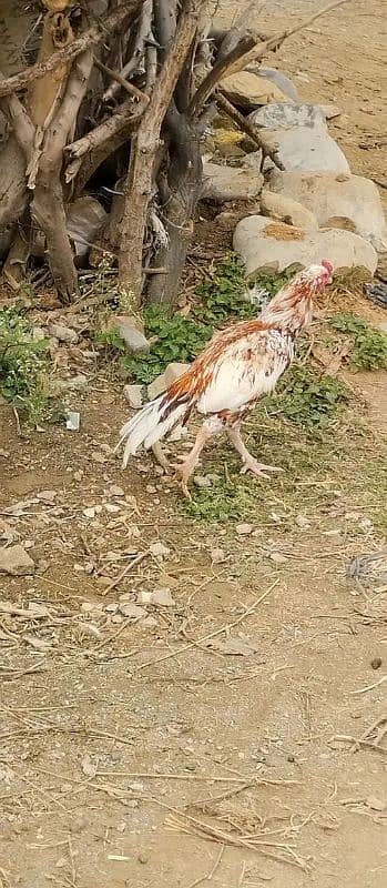 Mazboot ghand joor me mazboot morga ha