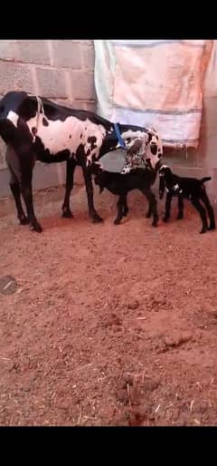 Goat / Bakri / Ghaban White Bakri / Black goat / بکری / Healthy Goats