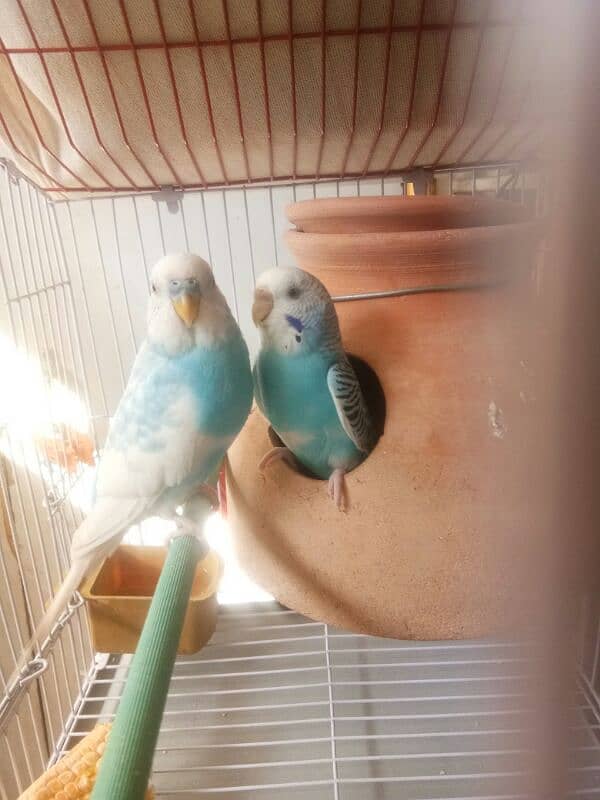 Quality Blue Pied Pair For Sale 0