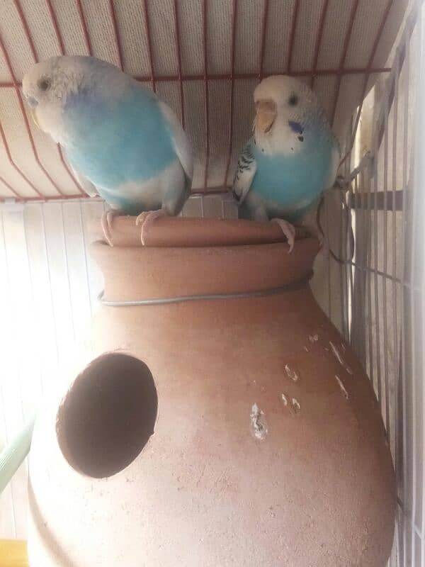 Quality Blue Pied Pair For Sale 1