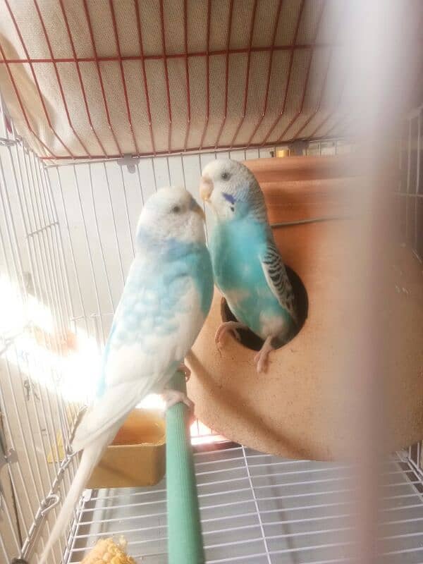 Quality Blue Pied Pair For Sale 2