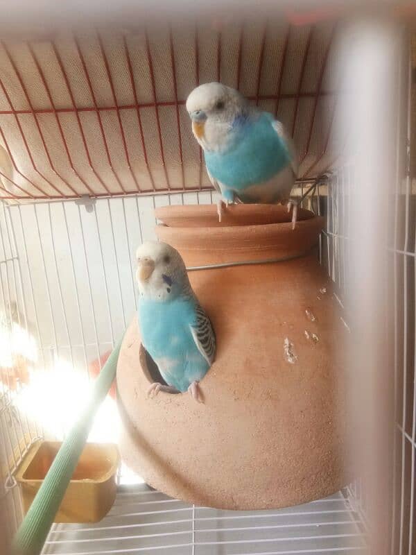 Quality Blue Pied Pair For Sale 3