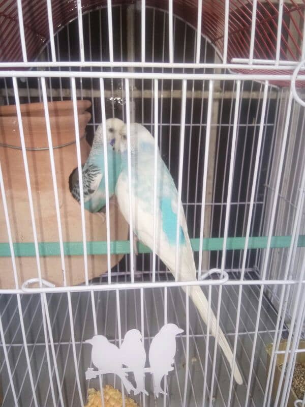 Quality Blue Pied Pair For Sale 4