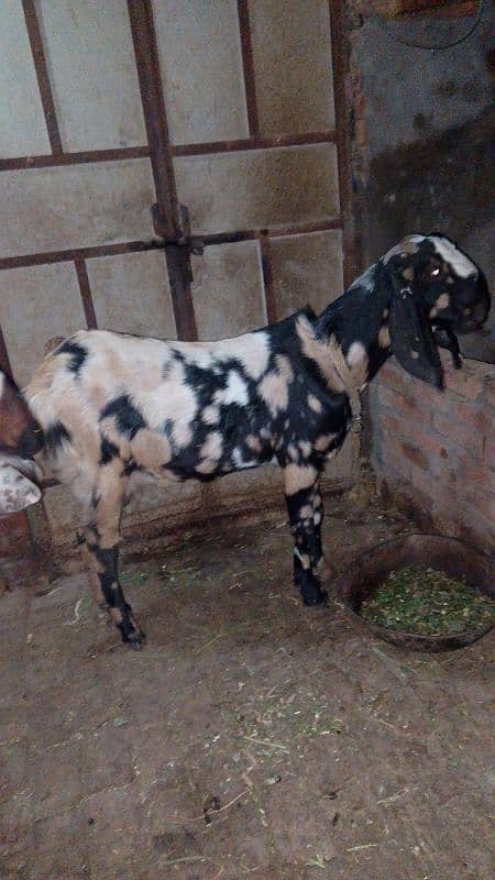 goat for sale  ( 3 mhina ki gaben ) 0