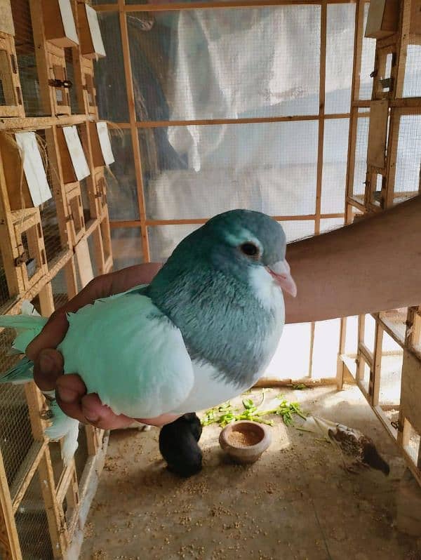 shrazi pigeon 1