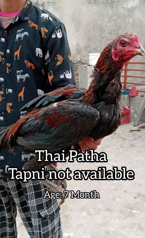 Thai Patha Thai Chicks Coco Shamo Kurak female for sale 0