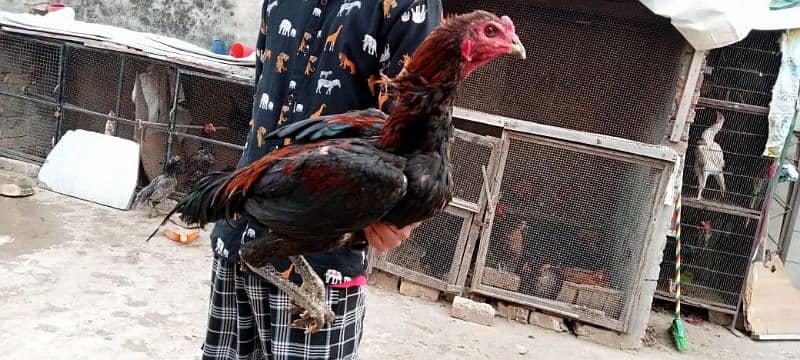 Thai Patha Thai Chicks Coco Shamo Kurak female for sale 1