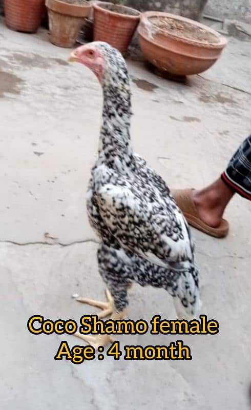 Thai Patha Thai Chicks Coco Shamo Kurak female for sale 5