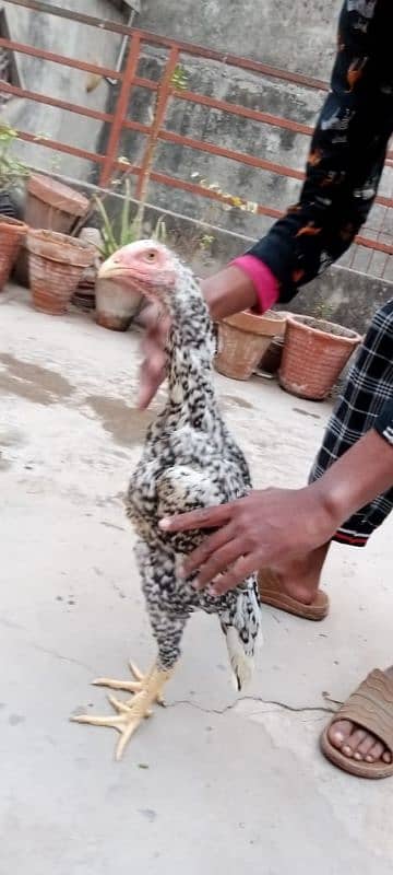 Thai Patha Thai Chicks Coco Shamo Kurak female for sale 6