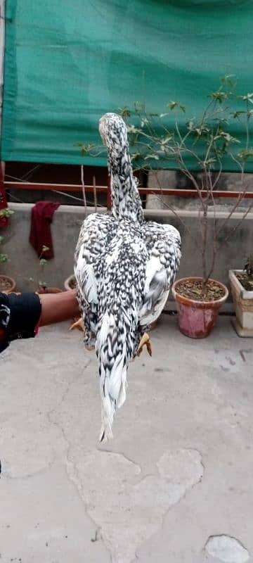 Thai Patha Thai Chicks Coco Shamo Kurak female for sale 7