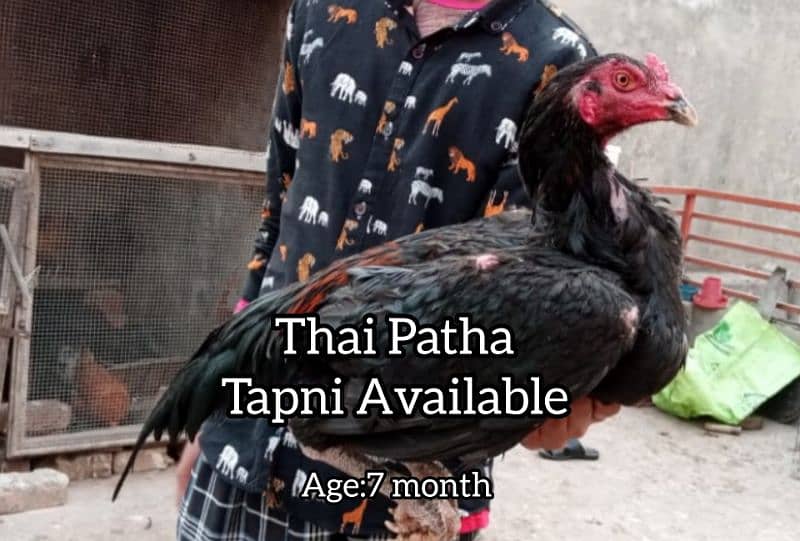 Thai Patha Thai Chicks Coco Shamo Kurak female for sale 8