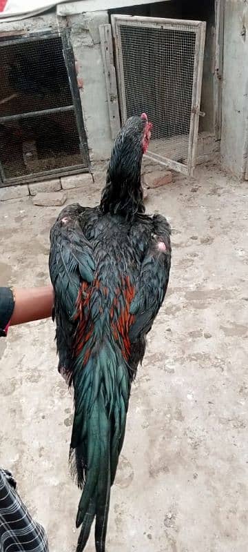 Thai Patha Thai Chicks Coco Shamo Kurak female for sale 9