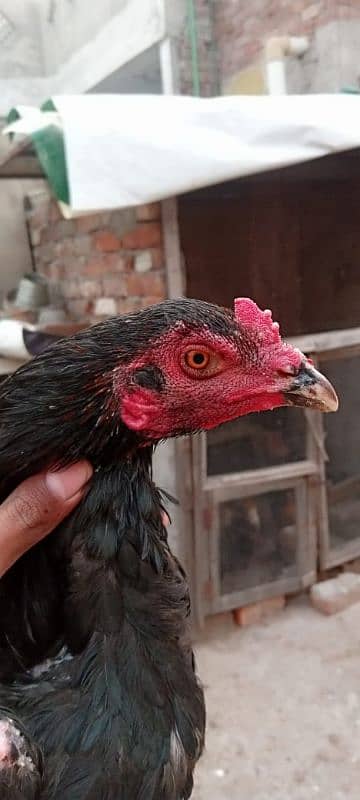 Thai Patha Thai Chicks Coco Shamo Kurak female for sale 10