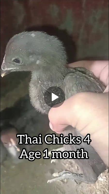 Thai Patha Thai Chicks Coco Shamo Kurak female for sale 12