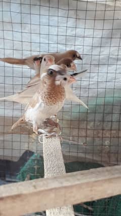 Banglaise finches available