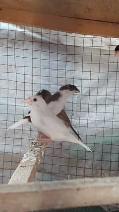 Banglaise finches available