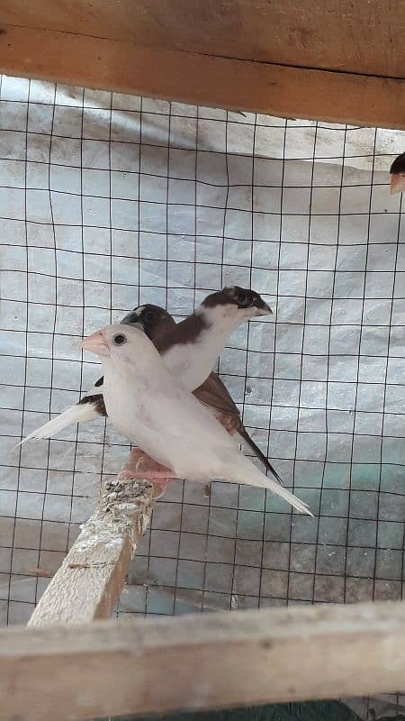 Banglaise finches available 1