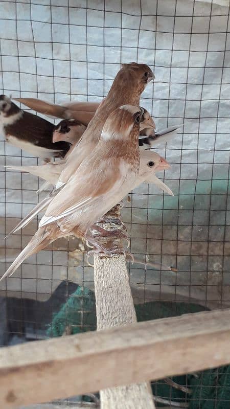 Banglaise finches available 2